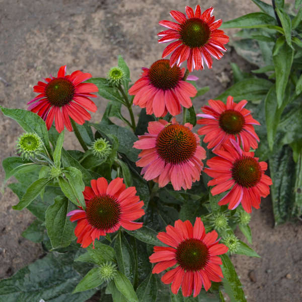 3 Echinacea 'Frankly Scarlet' Perennial Starter Coneflowers. Bright Scarlet Orange Flowers. Easy to Grow.