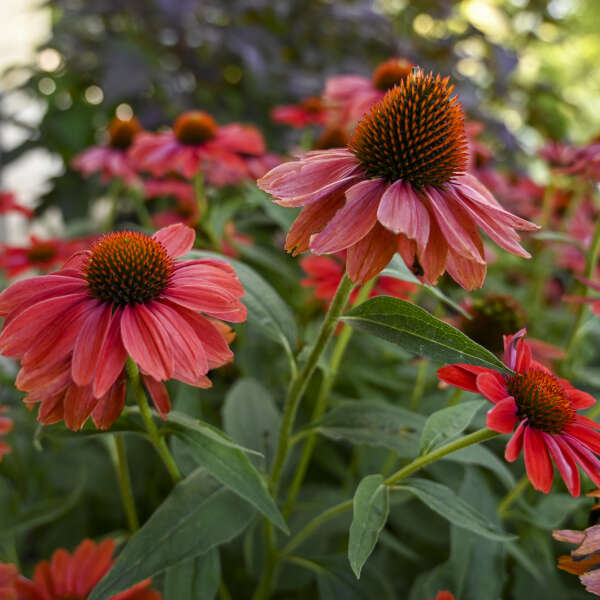 3 Echinacea 'Frankly Scarlet' Perennial Starter Coneflowers. Bright Scarlet Orange Flowers. Easy to Grow.