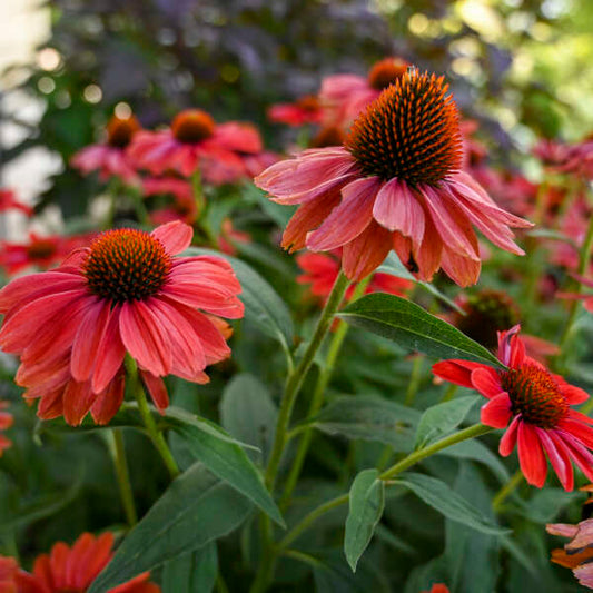 3 Echinacea 'Frankly Scarlet' Perennial Starter Coneflowers. Bright Scarlet Orange Flowers. Easy to Grow.
