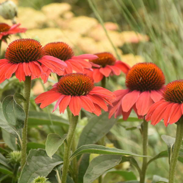 3 Echinacea 'Frankly Scarlet' Perennial Starter Coneflowers. Bright Scarlet Orange Flowers. Easy to Grow.