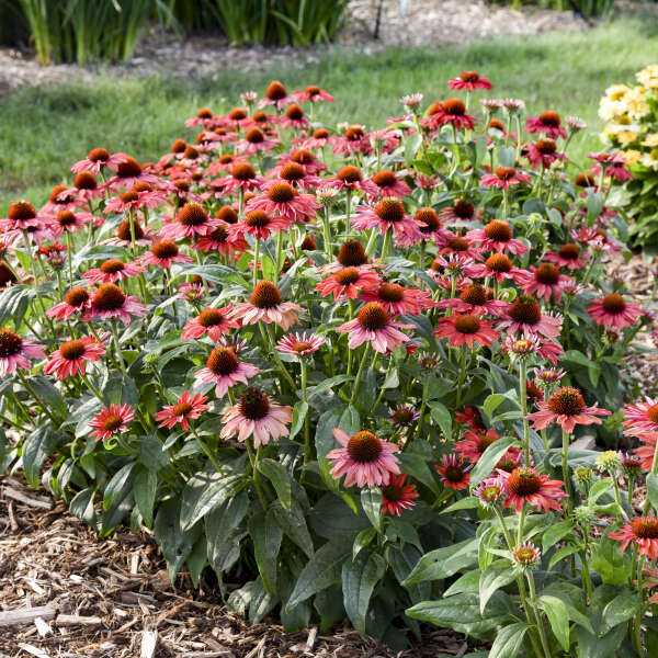 3 Echinacea 'Frankly Scarlet' Perennial Starter Coneflowers. Bright Scarlet Orange Flowers. Easy to Grow.