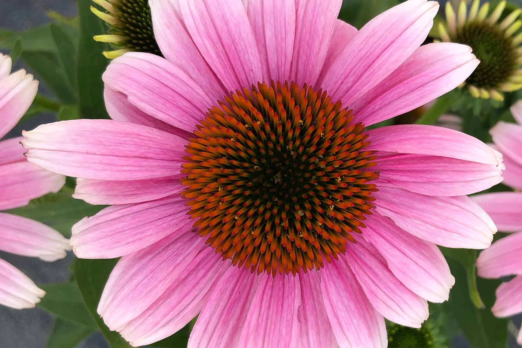 Creek Hill Nursery / Echinacea 'French Tips'