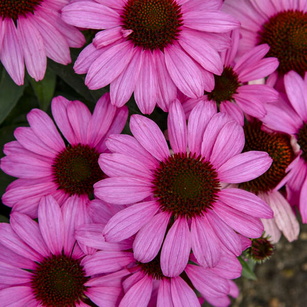 Walters Gardens, Inc. / Echinacea 'Fuchsia is Bright'