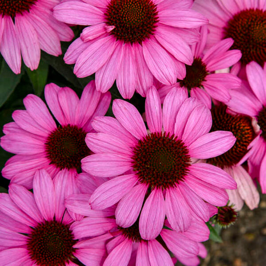 Walters Gardens, Inc. / Echinacea 'Fuchsia is Bright'