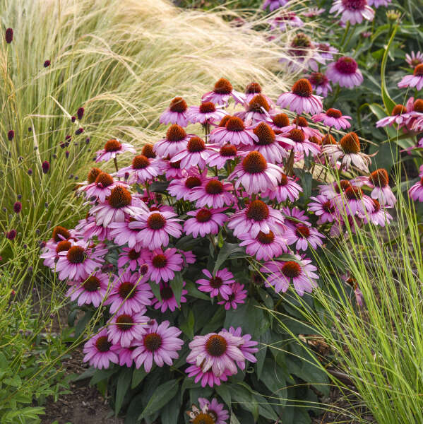 Walters Gardens, Inc. / Echinacea 'Fuchsia is Bright'
