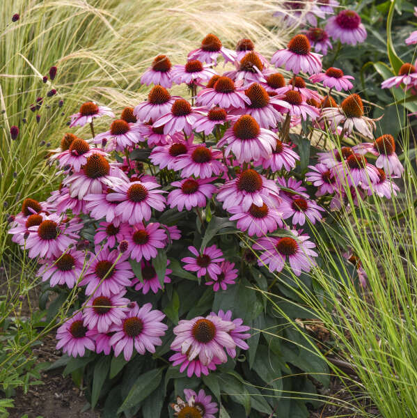 Walters Gardens, Inc. / Echinacea 'Fuchsia is Bright'