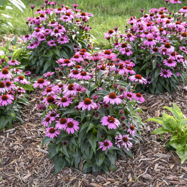 Walters Gardens, Inc. / Echinacea 'Fuchsia is Bright'