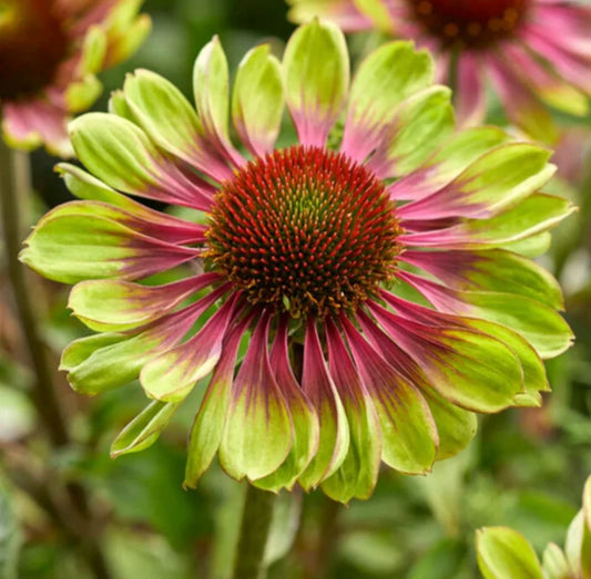 3 Echinacea 'Green Twister' Starter Perennial Coneflowers. Easy to Grow. Love Sun.