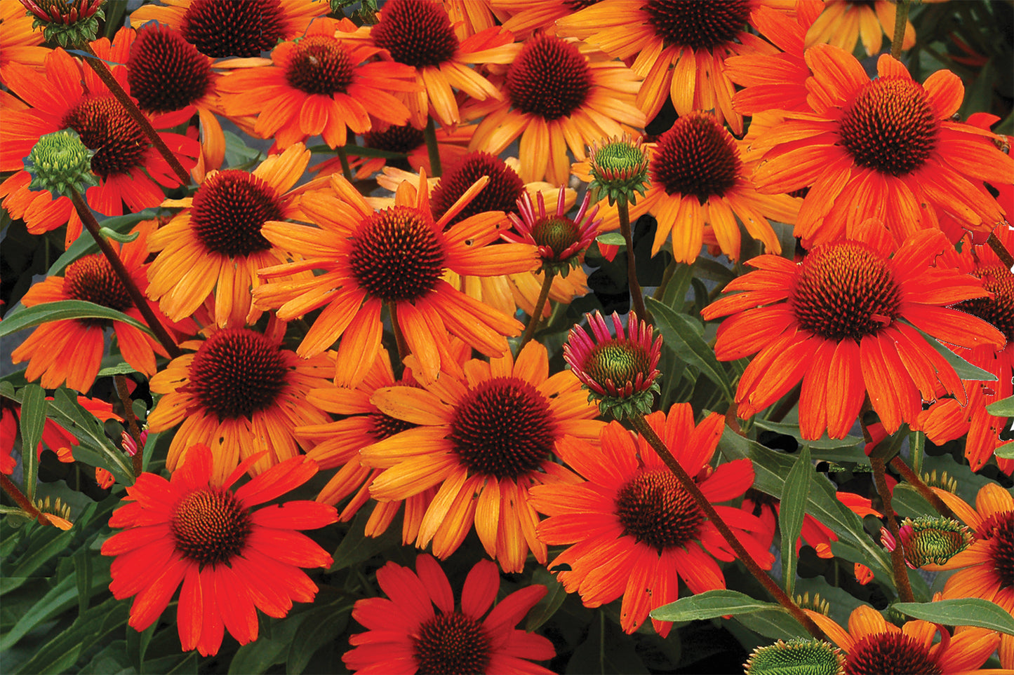 Creek Hill Nursery / Echinacea 'Kismet Intense Orange'