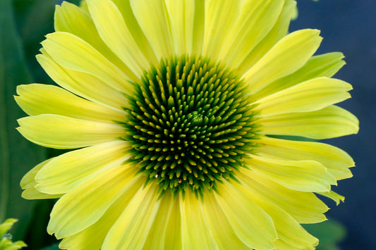 Creek Hill Nursery / Echinacea 'Kismet Kiwi'
