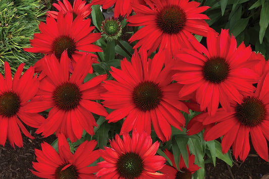 Creek Hill Nursery / Echinacea 'Kismet Red'