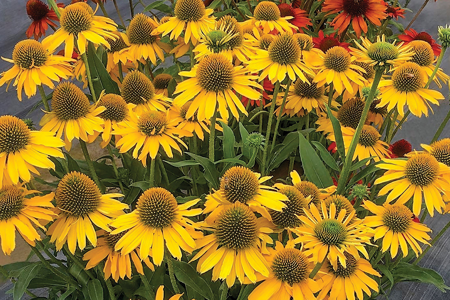 Creek Hill Nursery / Echinacea 'Kismet Yellow'