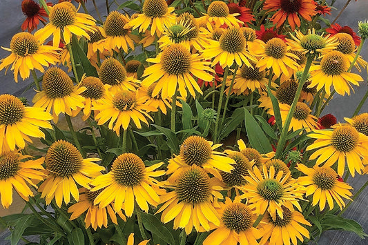Creek Hill Nursery / Echinacea 'Kismet Yellow'