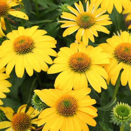 3 Echinacea 'Lemon Yellow' Improved Starter Perennial Coneflowers. Stunning Colors. Attracts Hummingbirds and Butterflies.