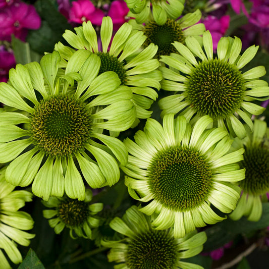 3 Echinacea 'Lime' Coneflower Starter Perennial Plants. Attracts Butterflies and Hummingbirds.