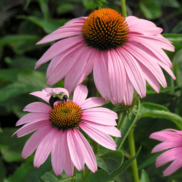 3 Echinacea purpurea 'Mangus' Starter Perennial. Classis Purple Coneflower. Easy to Grow.