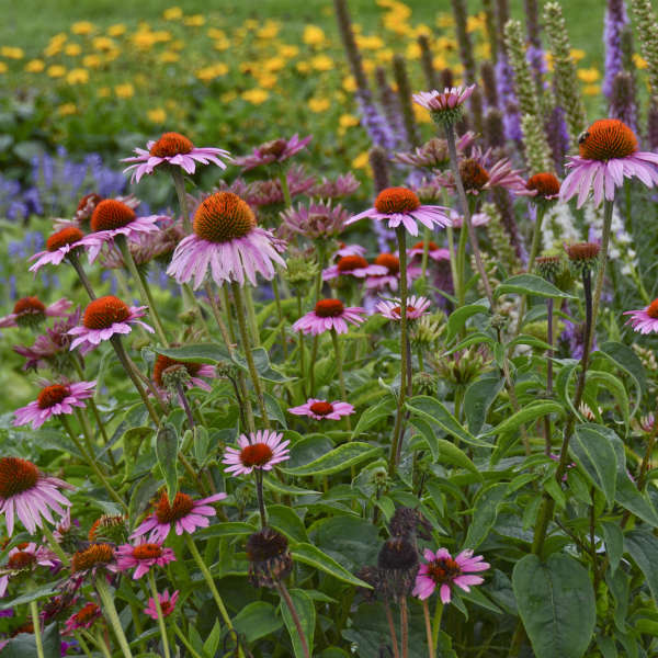 3 Echinacea purpurea 'Mangus' Starter Perennial. Classis Purple Coneflower. Easy to Grow.
