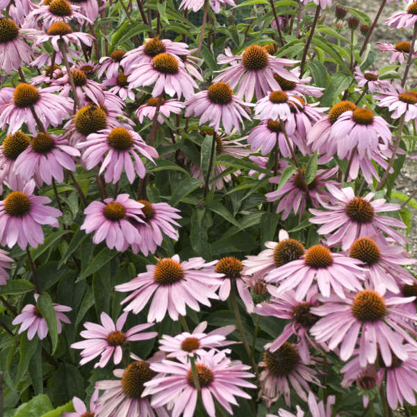 3 Echinacea purpurea 'Mangus' Starter Perennial. Classis Purple Coneflower. Easy to Grow.
