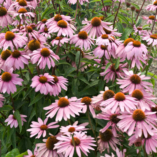 3 Echinacea purpurea 'Mangus' Starter Perennial. Classis Purple Coneflower. Easy to Grow.