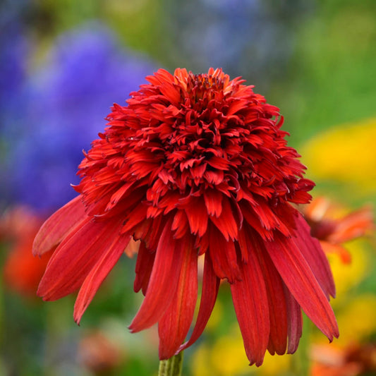 3 Hot Papaya Live Echinacea Coneflower starter Perennial Plants. Love Sun. Attracts Butterflies and Hummingbirds.