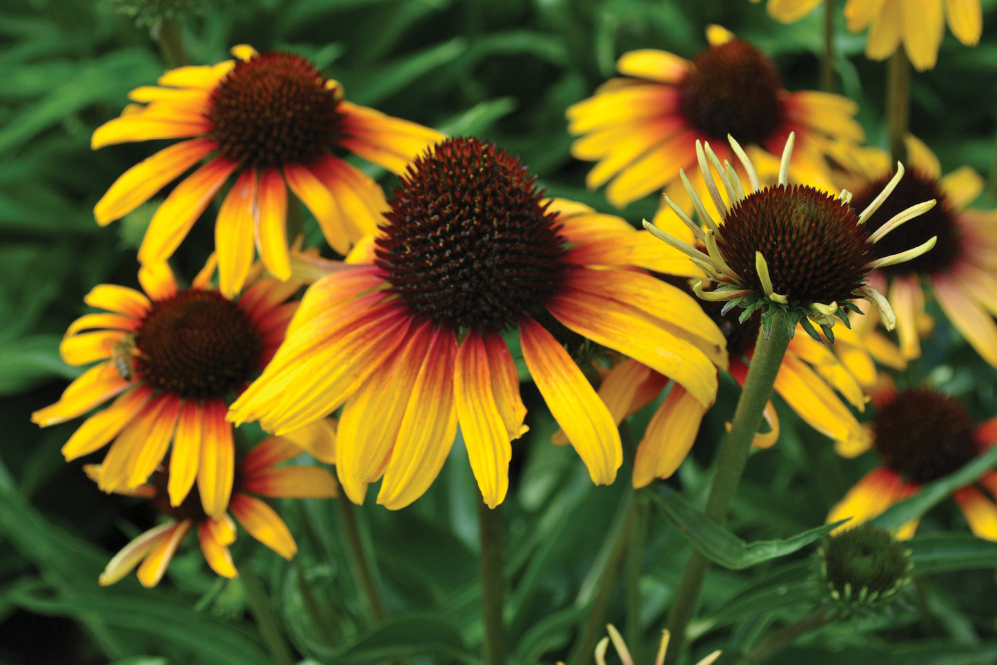 Creek Hill Nursery / Echinacea 'Parrot'