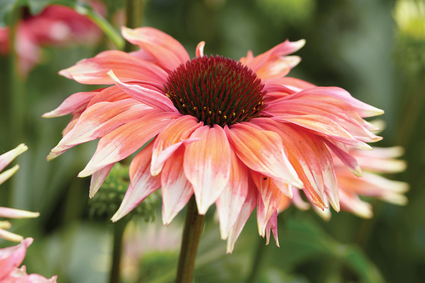 Creek Hill Nursery / Echinacea 'Playful Meadow Mama'