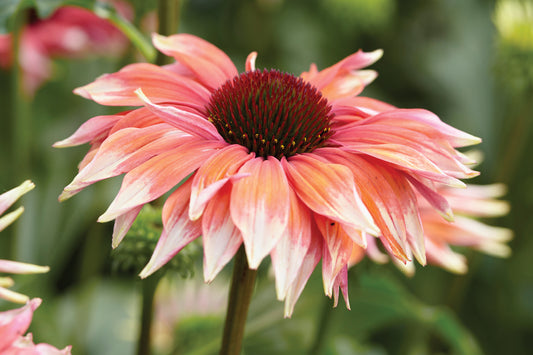 Creek Hill Nursery / Echinacea 'Playful Meadow Mama'