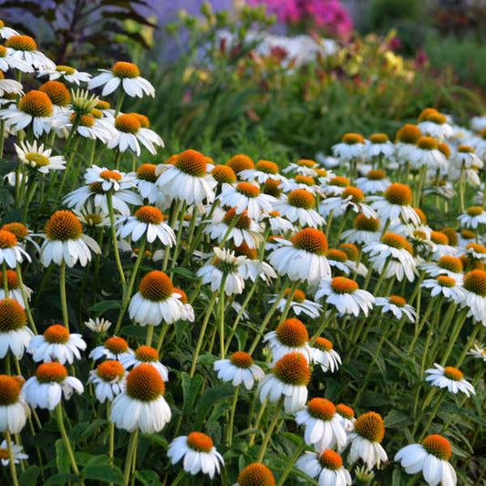3 Echinacea purpurea 'PowWow White' Starter Perennial Coneflowers. Prolifically Sturdy Variety. Love Sun. Easy to Grow.
