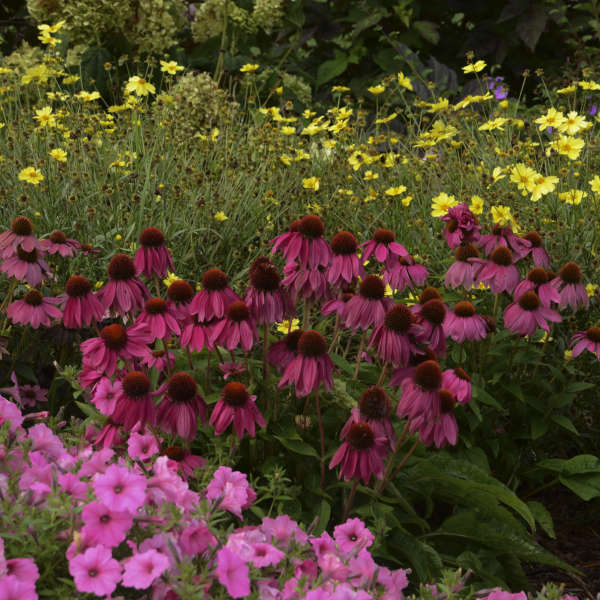 3 Echinacea purpurea 'Wild Berry' Starter Perennial Coneflowers. Prolifically Sturdy Variety. Love Sun. Easy to Grow.