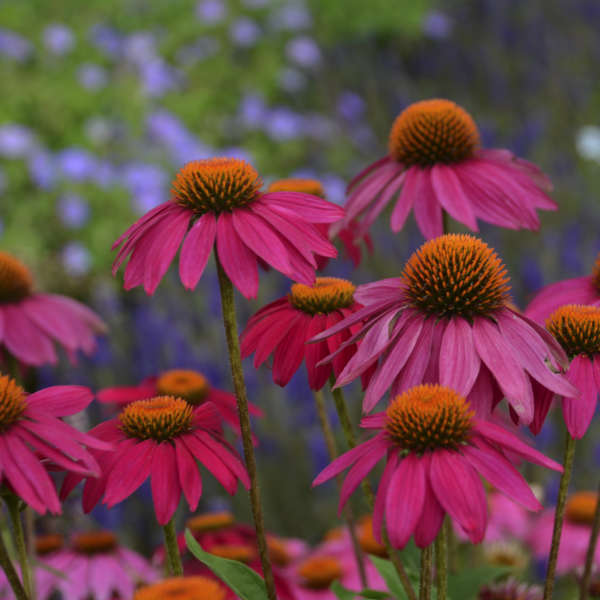 3 Echinacea purpurea 'Wild Berry' Starter Perennial Coneflowers. Prolifically Sturdy Variety. Love Sun. Easy to Grow.