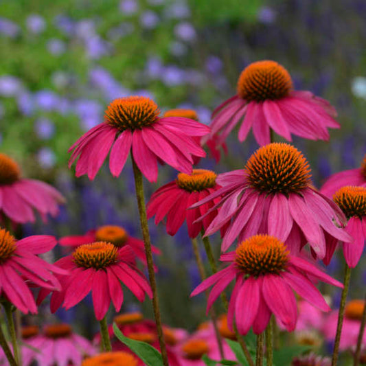 Walters Gardens, Inc. / Echinacea purpurea 'PowWow Wild Berry'