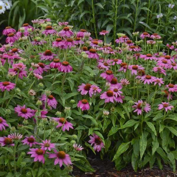 3 Echinacea purpurea 'Wild Berry' Starter Perennial Coneflowers. Prolifically Sturdy Variety. Love Sun. Easy to Grow.