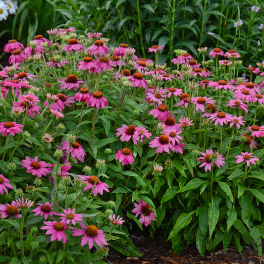 3 Echinacea purpurea 'Wild Berry' Starter Perennial Coneflowers. Prolifically Sturdy Variety. Love Sun. Easy to Grow.