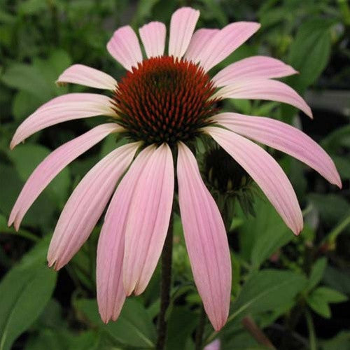 Emerald Coast Growers / Echinacea 'Prairie Splendor' 