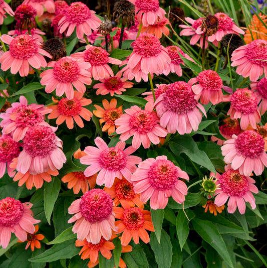3 Echinacea 'Rainbow Sherbet' Starter Perennial Coneflowers. Easy to Grow. Love Sun.