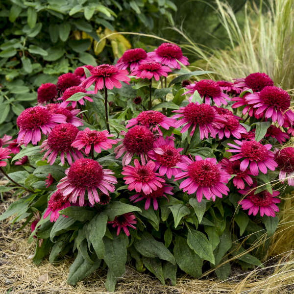 3 Echinacea 'Raspberry Beret' Fully Double Starter Coneflowers Perennials. Stunning Colors.