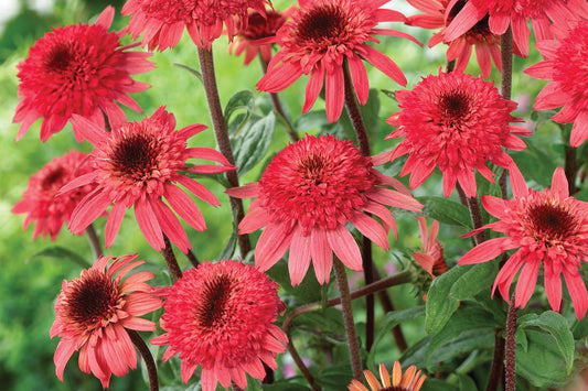 Creek Hill Nursery / Echinacea 'Rasbperry Truffle'