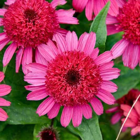 3 Echinacea 'Raspberry' Starter Coneflower Perennials. Love Sun. Attracts Hummingbirds Butterflies.