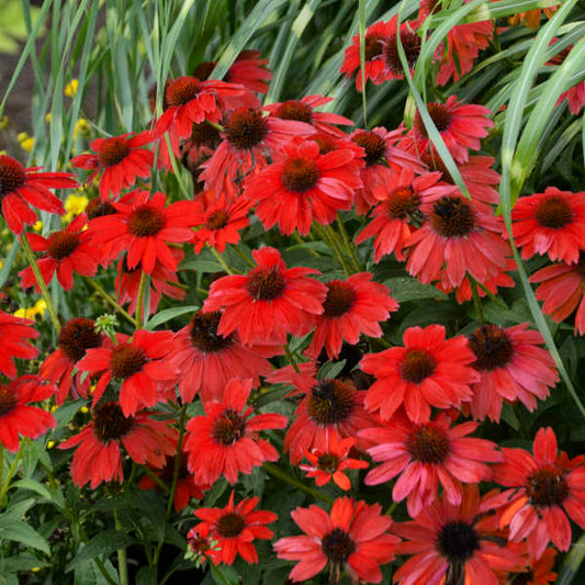 Walters Gardens / Echinacea 'SOMBRERO® SALSA RED'