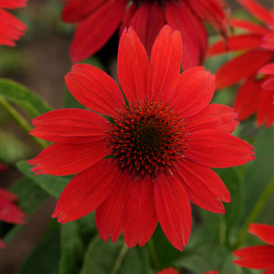 3 Echinacea SOMBRERO® Salsa Red ('Balsomsed') Starter Coneflower Perennials. Spicy Orange-Red Blossoms. Love Sun.