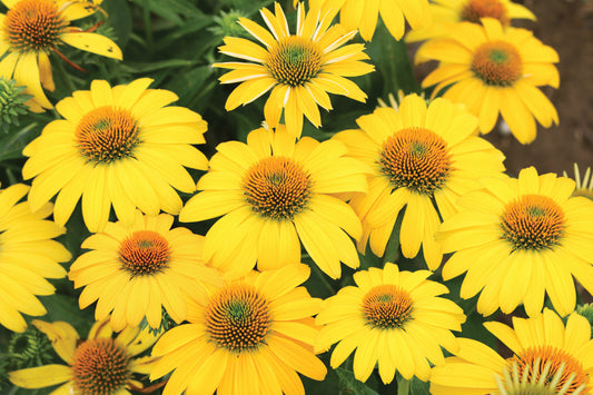 Creek Hill Nursery / Echinacea Sombrero 'Lemon Yellow Improved'