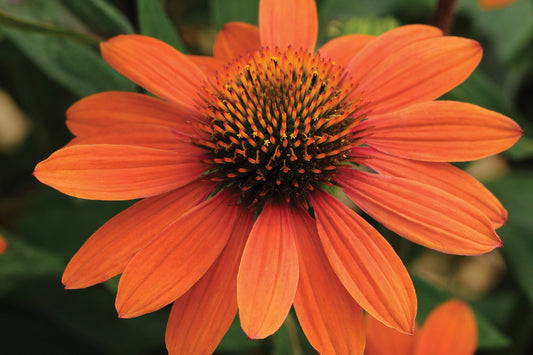 Creek Hill Nursery / Echinacea Sombrero Adobe Orange