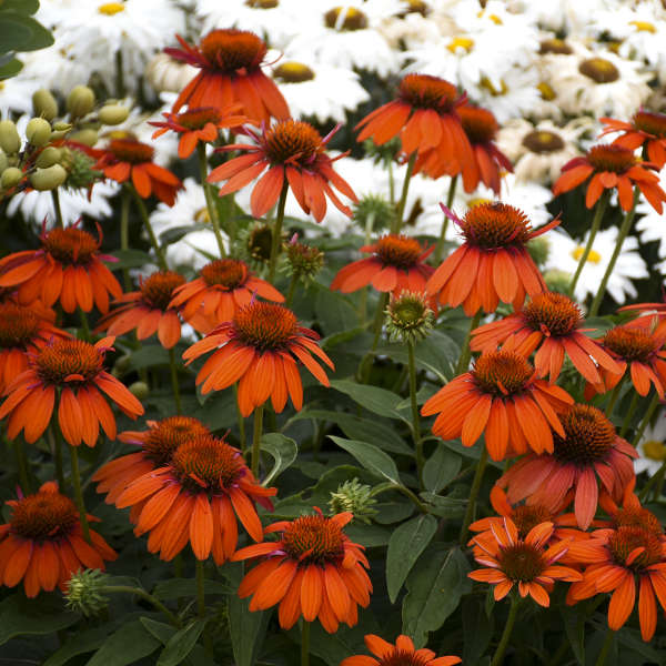 Walters Gardens, Inc. / Echinacea SOMBRERO® Adobe Orange 'Balsomador'