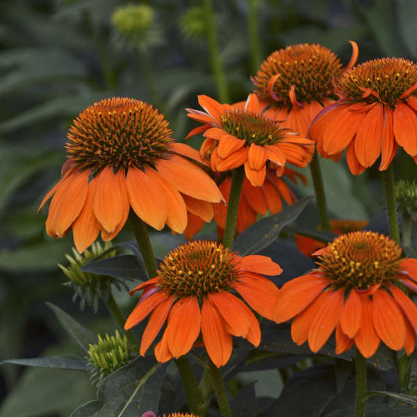 Walters Gardens, Inc. / Echinacea SOMBRERO® Adobe Orange 'Balsomador'