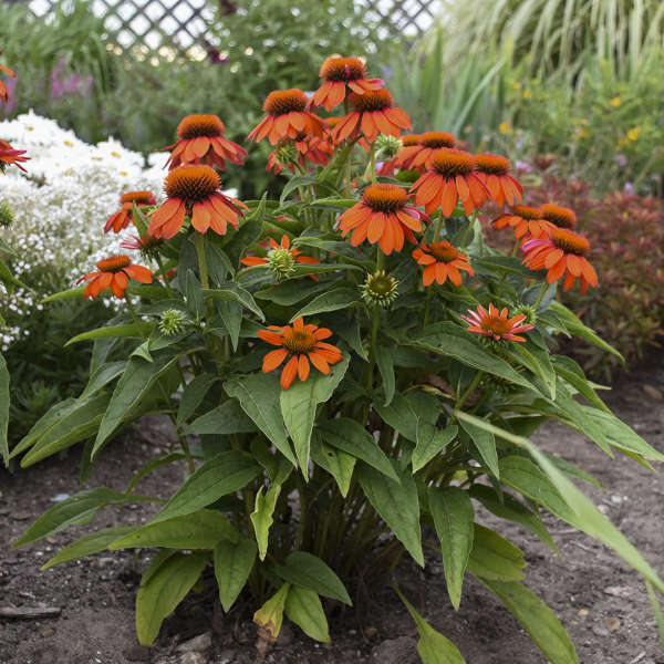 Walters Gardens, Inc. / Echinacea SOMBRERO® Adobe Orange 'Balsomador'