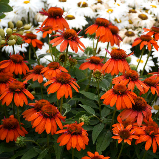 Walters Gardens, Inc. / Echinacea SOMBRERO® Adobe Orange 'Balsomador'