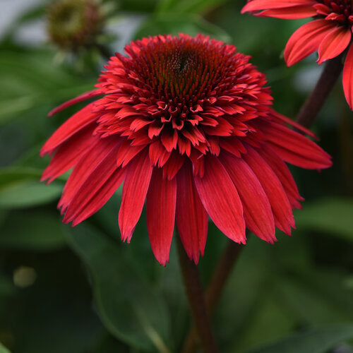 3 Echinacea 'Double Scoop Strawberry' Coneflower Perennials. Love Sun. Attracts Hummingbirds Butterflies.