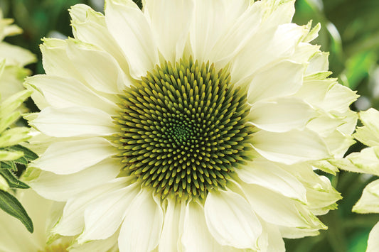 3-Pack Echinacea 'Sunseekers White Perfect' Starter Coneflower Perennials. Creamy White Blooms. Standout for Any Garden. Love Sun.