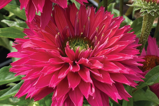 3 Echinacea 'Sunseekers Sweet Fuchsia' Starter Coneflower Perennials. Brilliant Pink-Red Dahlia-Inspired Blooms. Love Sun.