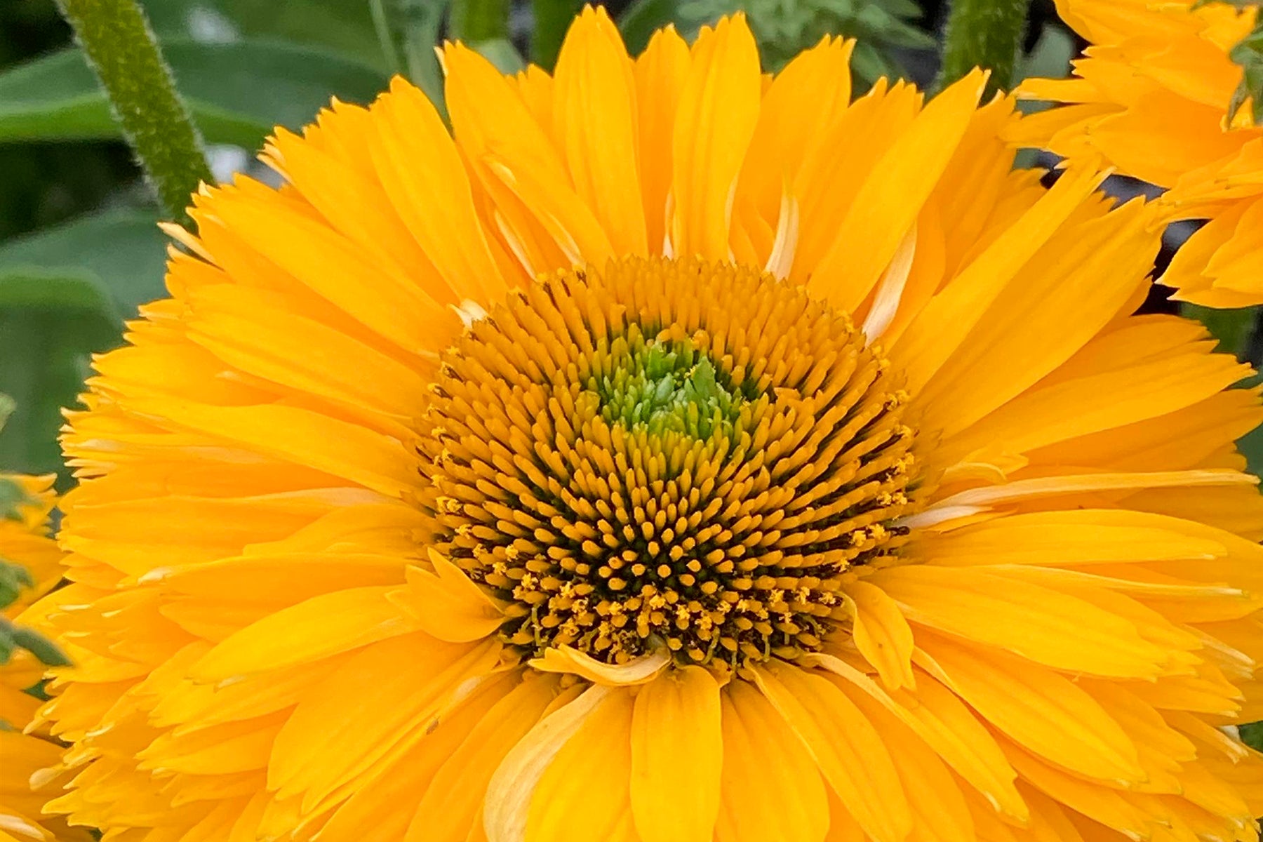 Creek Hill Nursery / Echinacea 'Sunseeker Golden Sun'